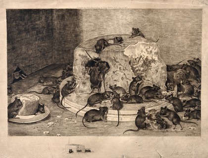 House mice devouring a large cheese placed on the floor next to their hole. Etching by Hicks, 1888.