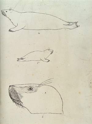 view Outlines of an adult seal, a seal pup and a seal's head. Lithograph.