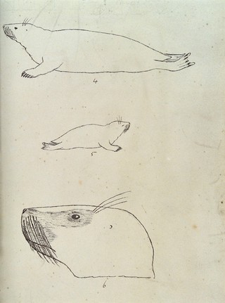 Outlines of an adult seal, a seal pup and a seal's head. Lithograph.