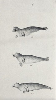 Three seals, possibly the grey seal. Lithograph.