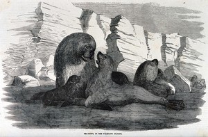 view Sea lions on a beach in the Falkland Islands during the mating season. Wood engraving.