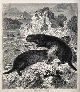 Three sea otters (Enhydra marina) on a sea cliff. Wood engraving.