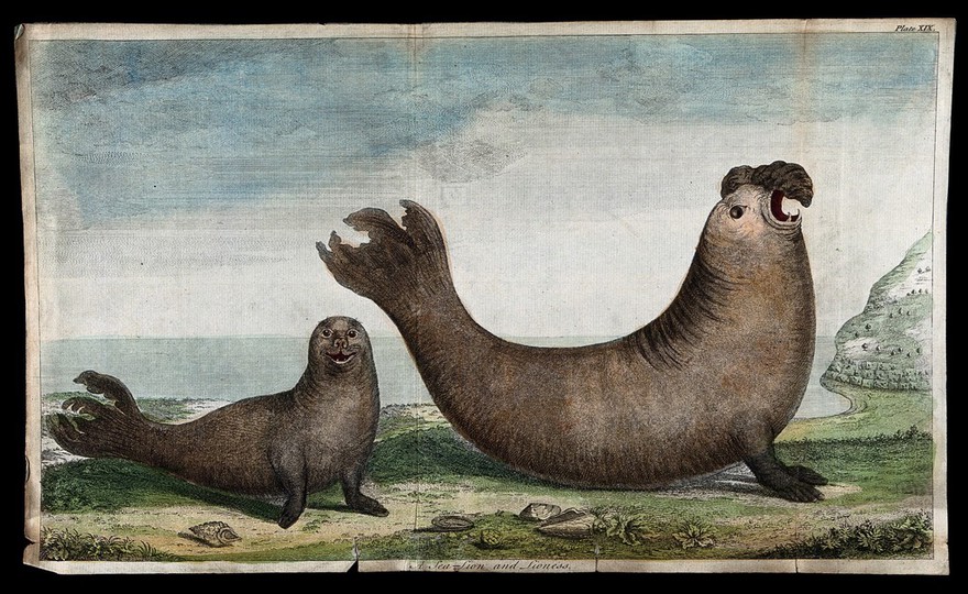 A male and female elephant seal during the mating season. Coloured etching.