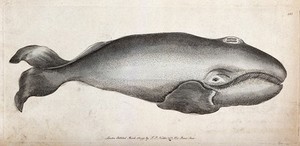 view A whale. Engraving, ca 1793.