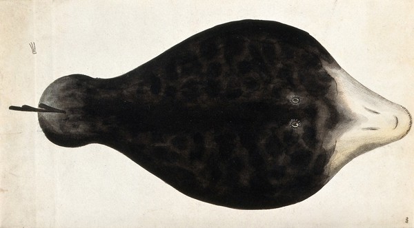 The top side of a large, flat whale coloured black with a white snout. Coloured engraving.