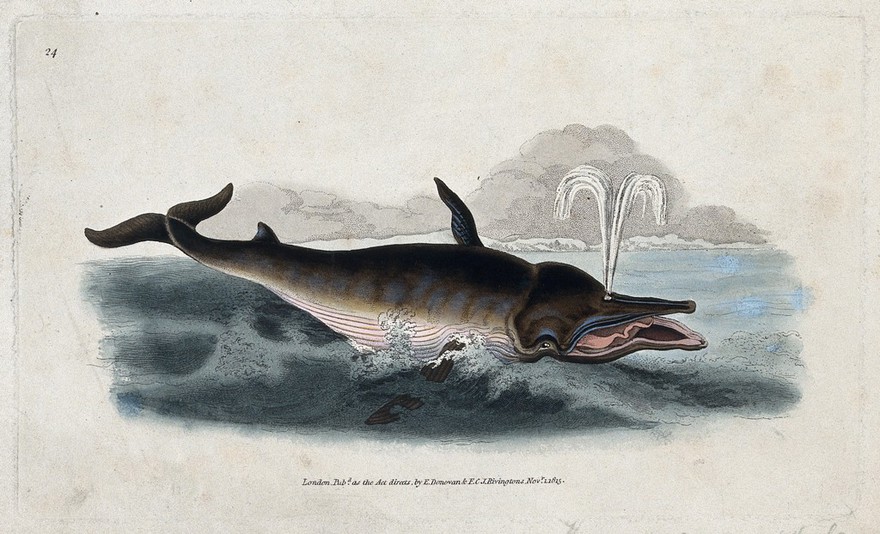 A beaked whale blowing a fountain of water through its snout. Coloured engraving, ca 1815.
