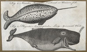 view A narwhal and large sperm whale. Engraving.