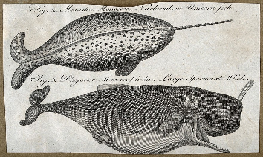 A narwhal and large sperm whale. Engraving.