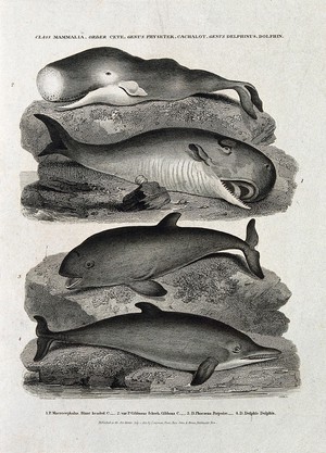 view A blunt headed cachalot, a gibbous cachalot, a porpoise and a dolphin. Etching by J Scott, ca 1812, after S Edwards.