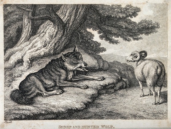 A sheep bleating at an exhausted, hunted wolf. Etching by W-S Howitt.