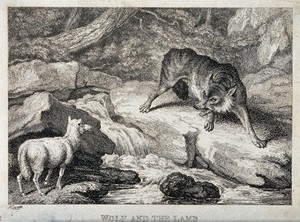 view A large wolf snarling from across a stream at a bleating lamb. Etching by W-S Howitt.