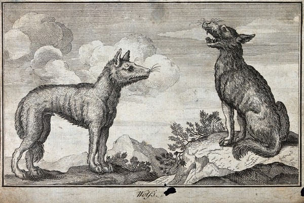 Two wolves, one sits and barks as the other looks on. Etching.