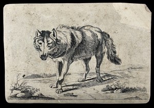 view A wolf on the prowl. Etching after P. Potter, 1659.