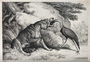 view A crane standing with its beak down a wolf's throat. Etching by W-S Howitt, ca 1809.