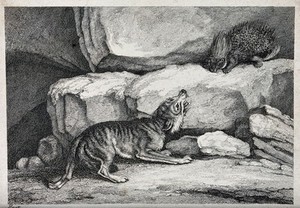 view A wolf barking at a porcupine standing on the rock above it. Etching by W-S Howitt, ca 1809.