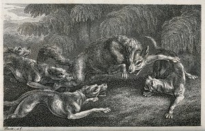 view Hunting dogs snapping at the heels of a wolf in the last stages of a chase. Etching by W-S Howitt, ca 1797, after himself.