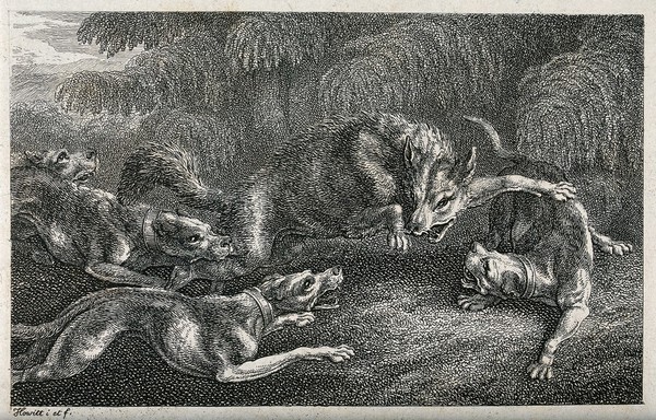 Hunting dogs snapping at the heels of a wolf in the last stages of a chase. Etching by W-S Howitt, ca 1797, after himself.