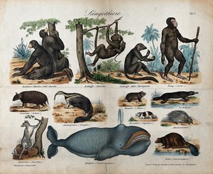 view Thirteen different mammals ranging from apes, rodents and marsupials to a whale. Coloured lithograph.