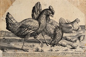 view Two hens feeding with chicks in the foreground with a broody hen with younger chicks behind. Etching by H Bonnart.