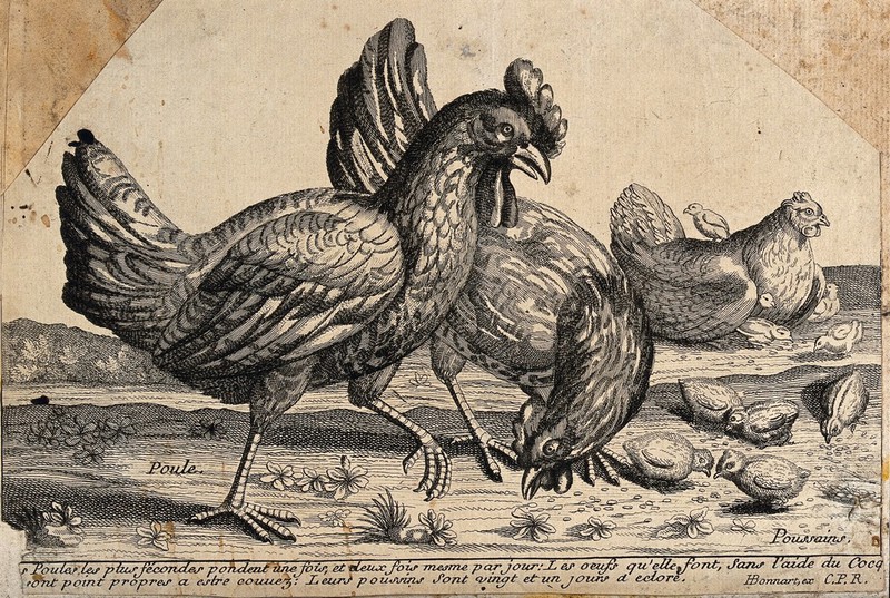 Two hens feeding with chicks in the foreground with a broody hen with younger chicks behind. Etching by H Bonnart., by Henri Bonnart