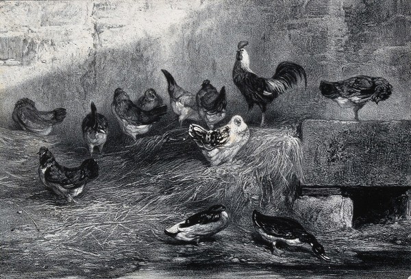 Chickens standing on hay while ducks drink from a pool in a farm building. Lithograph by E. Leroux after A.G. Decamps.