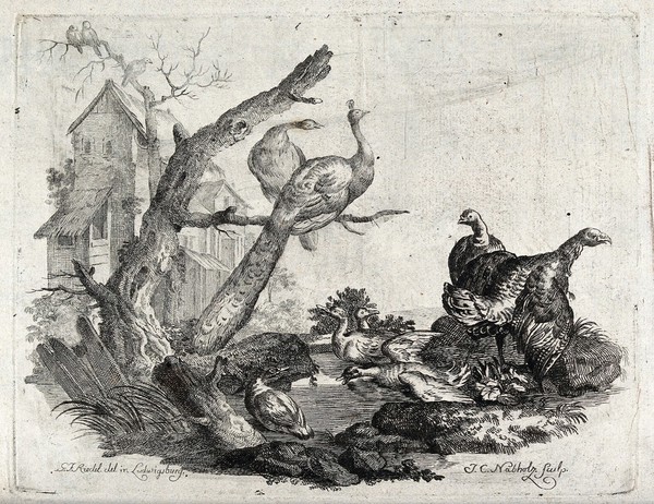 A pond by a farmhouse with peacocks perching on a branch above and turkeys and ducks below. Etching by J C Nabholz after G F Riedel.
