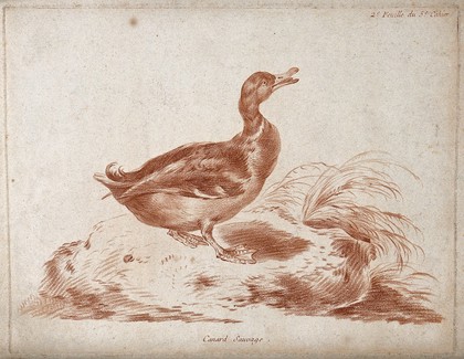A wild duck, possibly a mallard. Lithograph.