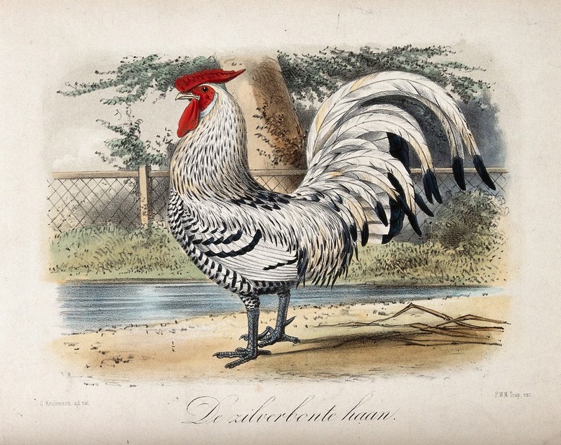 A black and white farmyard cockerel. Coloured lithograph by P W M Trap after J G Keulemans., by John Gerrard Keulemans
