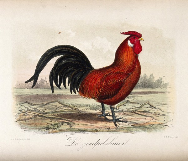 A brown and black farmyard cockerel. Coloured lithograph by P W M Trap after J G Keulemans.