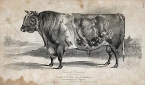 view A short horned bull. Etching by H. Beckwith, ca 1839, after W.H. Davis.
