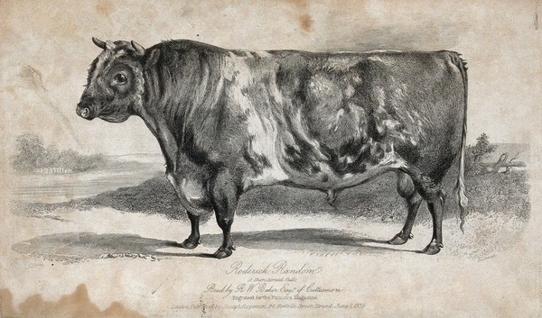 A short horned bull. Etching by H. Beckwith, ca 1839, after W.H. Davis.