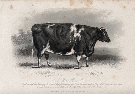 A short horned cow. Etching by E. Hacker, ca 1850, after W.H. Davis.