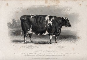 view A short horned cow. Etching by E. Hacker, ca 1850, after W.H. Davis.