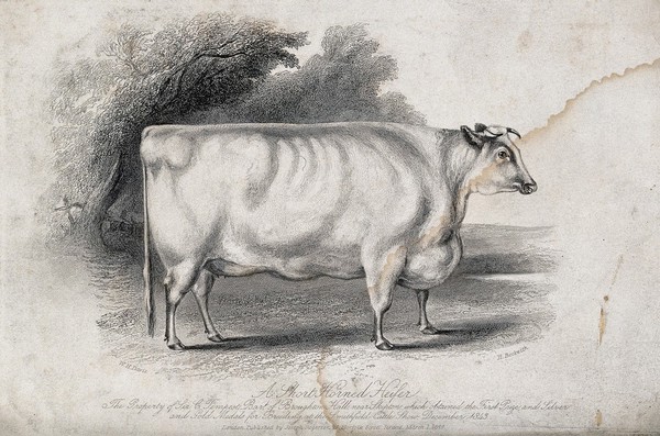A short horned heifer. Etching by H. Beckwith, ca 1843, after W.H. Davis.