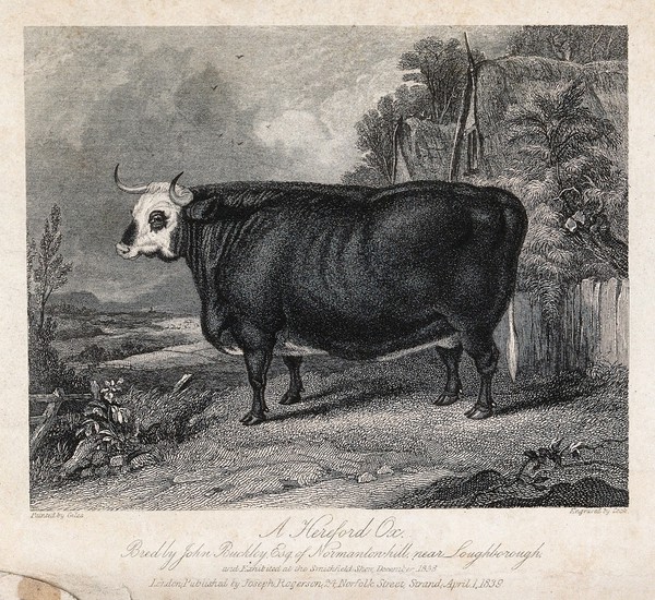 A Hereford ox. Etching by C. Cook, ca 1838, after J. Giles.