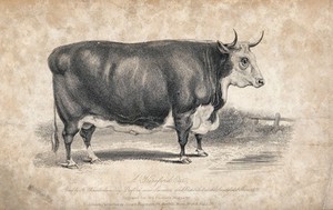 view A Hereford ox. Etching, ca 1839.