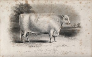 view A short horned bull. Etching by E. Hacker, ca 1849, after W.H. Davis.