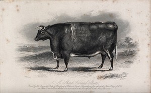 view A short horned steer. Etching by E. Hacker, ca 1849, after W.H. Davis.