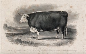 view A Hereford ox. Etching by H. Beckwith, ca 1848, after W.H. Davis.