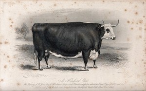 Art Reproductions Hereford Cow, 1859 by William Henry Davis (1833