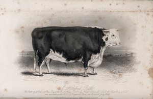 view A Hereford bull. Etching by E. Hacker, ca 1849, after W.H. Davis.