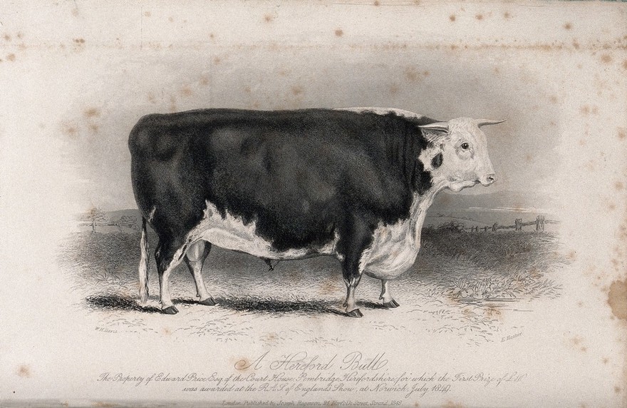 A Hereford bull. Etching by E. Hacker, ca 1849, after W.H. Davis.
