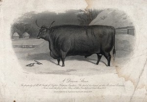 view A Devon steer. Etching by E. Hacker, ca 1869, after E. Corbet.