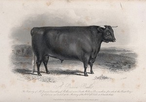 view A Devon bull. Etching by E. Hacker, ca 1849, after W.H. Davis.