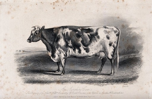 An Ayrshire cow. Etching by H. Beckwith, ca 1850, after W.H. Davis.