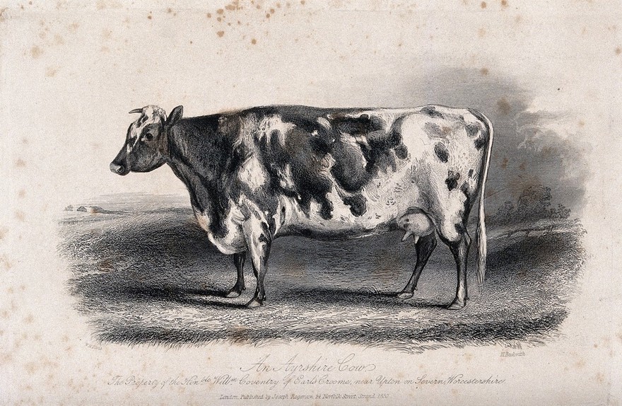 An Ayrshire cow. Etching by H. Beckwith, ca 1850, after W.H. Davis.