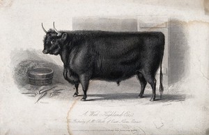 view A West Highland ox. Etching by H. Beckwith, ca 1844, after W.H. Davis.