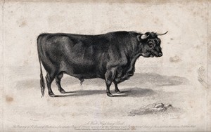 view A West Highland bull. Etching by H. Beckwith, ca 1840, after W.H. Davis.