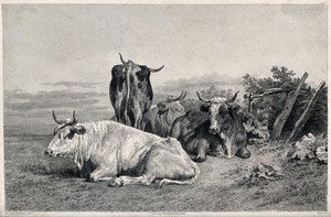 view Four cows resting in a field. Etching by Beyer after R. Bonheur.