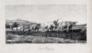 view A team of oxen being made to pull a plough. Engraving by P. Moran after R. Bonheur.